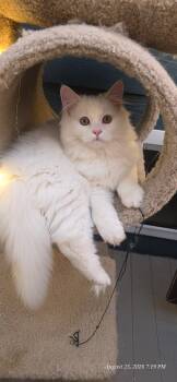 Fluffy  -  Domestic Long Hair Cat for Adoption in Colorado Springs, Colorado - Fluffy  | PetCurious