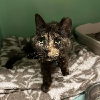 Eileen -  Domestic Short Hair Cat for Adoption in Chicago, Illinois - Eileen | PetCurious