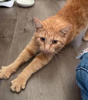 Domestic Short Hair Cats Available for Adoption - Reba | PetCurious