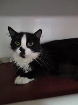 Domestic Long Hair Cats Available for Adoption in Boston, Massachusetts - CHICKEN | PetCurious