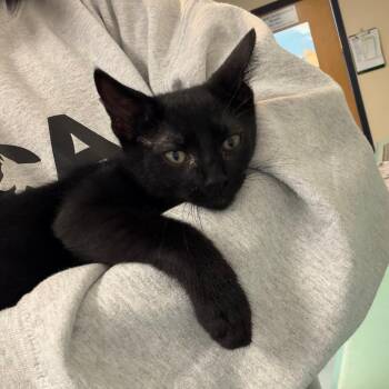 Bowser -  Domestic Short Hair Cat for Adoption in Morristown, Vermont - Bowser | PetCurious