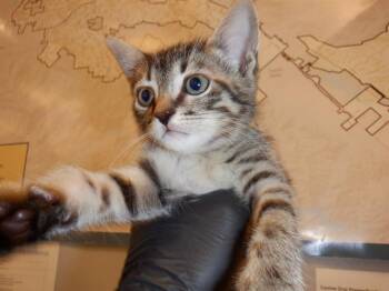 Rescue Domestic Short Hair Cats for Adoption in San Jose, California - LOUIE | PetCurious