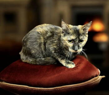 Rescue Domestic Short Hair Cats for Adoption in Littlestown, Pennsylvania - T.T. (foster Cat) | PetCurious