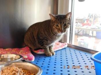 Domestic Short Hair Cats Available for Adoption in North Richland Hills, Texas - Rowdy | PetCurious