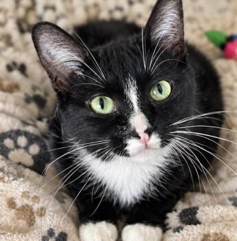 Apple -  Domestic Short Hair Cat for Adoption - Apple | PetCurious