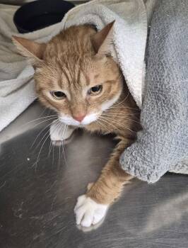 Domestic Short Hair Cats Available for Adoption - Delilah 51934 | PetCurious