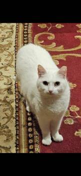 Angel -  Domestic Short Hair Cat for Adoption in Mobile, Alabama - Angel | PetCurious