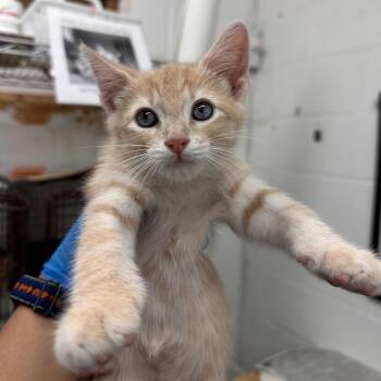 Jupiter(Bunz) -  Domestic Short Hair Cat Available for Adoption in Edinburg, Texas - Jupiter(Bunz) | PetCurious
