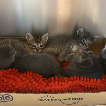 Anchor -  Domestic Short Hair Cat for Adoption in Westminster, California - Anchor | PetCurious