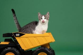 KIWI -  Domestic Short Hair Cat for Adoption in Belleville, Illinois - KIWI | PetCurious