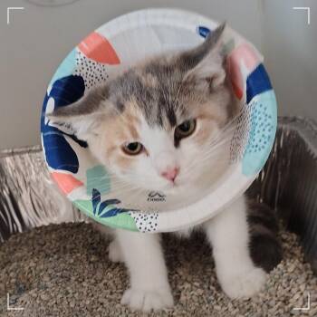 My Chemical Romance -  Domestic Short Hair Cat for Adoption in Dearborn, Michigan - My Chemical Romance | PetCurious