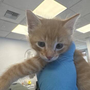 Domestic Short Hair Cats Available for Adoption in West Palm Beach, Florida - Honeysuckle | PetCurious