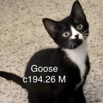 Foster Goose -  Domestic Short Hair Cat for Adoption in Batavia, New York - Foster Goose | PetCurious