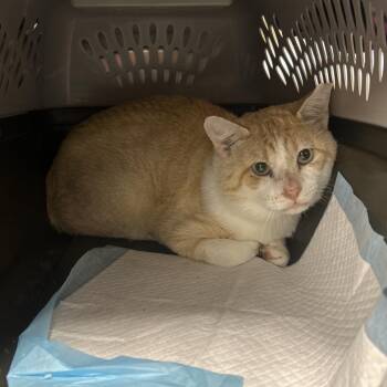 Justice -  Domestic Short Hair Cat for Adoption in Salt Lake City, Utah - Justice | PetCurious