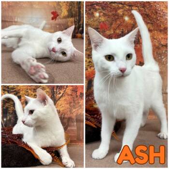 Rescue Domestic Short Hair Cats for Adoption in Pierceton, Indiana - Ash | PetCurious