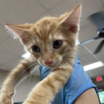 Pumpkin -  Domestic Short Hair Cat for Adoption in Birmingham, Alabama - Pumpkin | PetCurious