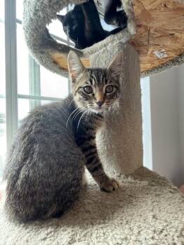 Rescue Domestic Short Hair Cats for Adoption in Eureka, California - Cairo | PetCurious