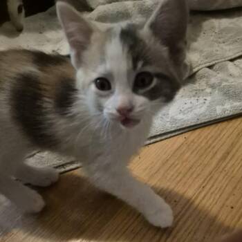 Domestic Short Hair Cats Available for Adoption in West Olive, Michigan - Baby Lemonade (Holland Cat Cove) | PetCurious