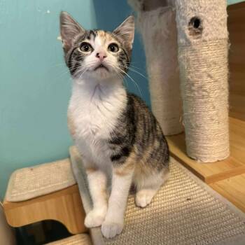 Rescue Domestic Short Hair Cats for Adoption in Eagle Mountain, Utah - Sage Valdez | PetCurious