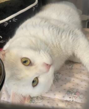 Domestic Short Hair Cats Available for Adoption - SNOW | PetCurious