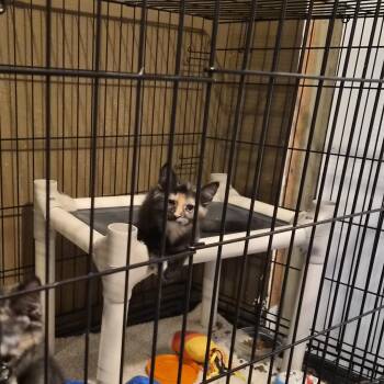 Terry -  Torbie Cat for Adoption in Garden City, Colorado - Terry | PetCurious