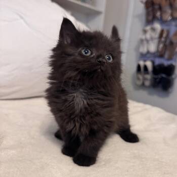 Octavia -  Domestic Short Hair Cat for Adoption in Fairmont, West Virginia - Octavia | PetCurious