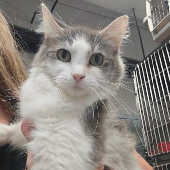 Mama Rosie -  Domestic Short Hair Cat for Adoption in Spokane, Washington - Mama Rosie | PetCurious