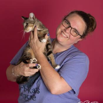 CiCi -  Domestic Short Hair Cat for Adoption in Tulsa, Oklahoma - CiCi | PetCurious