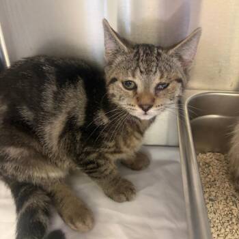 Charlee -  Domestic Short Hair Cat for Adoption in Salt Lake City, Utah - Charlee | PetCurious