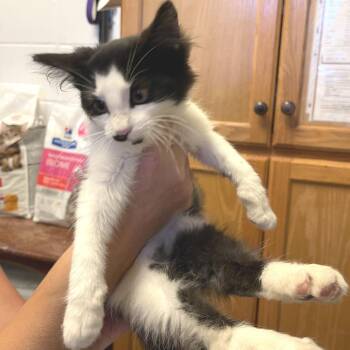 Alexandrite -  Domestic Long Hair Cat for Adoption in Albert Lea, Minnesota - Alexandrite | PetCurious