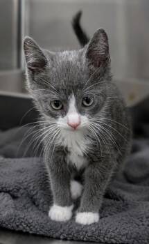 Domestic Short Hair Cats Available for Adoption in Cuyahoga Falls, Ohio - Kitten Calamity | PetCurious