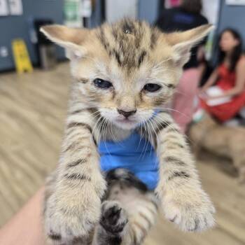 Cuatro -  Domestic Short Hair Cat for Adoption in Newark, New Jersey - Cuatro | PetCurious