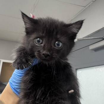 Ivy -  Domestic Short Hair Cat for Adoption in Greenville, South Carolina - Ivy | PetCurious