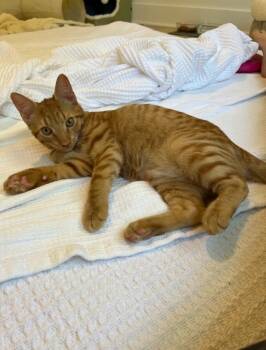 Rescue Domestic Short Hair Cats for Adoption in Smyrna, Georgia - Copper | PetCurious