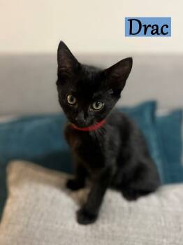 Rescue Domestic Short Hair Cats for Adoption - Drac | PetCurious