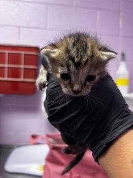 61673352 -  Domestic Short Hair Cat for Adoption in El Paso, Texas - 61673352 | PetCurious