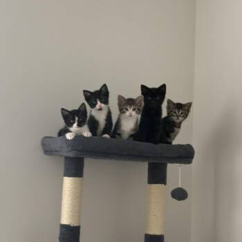 Domestic Short Hair Cats Available for Adoption in Chicago, Illinois - Truffle | PetCurious