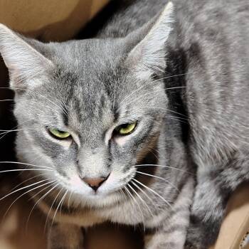 Ducky -  Domestic Short Hair Cat for Adoption in Tampa, Florida - Ducky | PetCurious