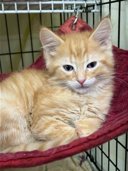 Domestic Short Hair Cats Available for Adoption in Lunenburg, Massachusetts - Sunny | PetCurious