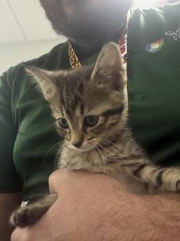 If-5c -  Domestic Short Hair Cat for Adoption in Lawrenceville, Georgia - If-5c | PetCurious