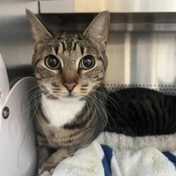 Bee Bee -  Domestic Short Hair Cat for Adoption in Sarasota, Florida - Bee Bee | PetCurious