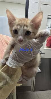 Domestic Short Hair Cats Available for Adoption in Madison, Georgia - Enoki | PetCurious
