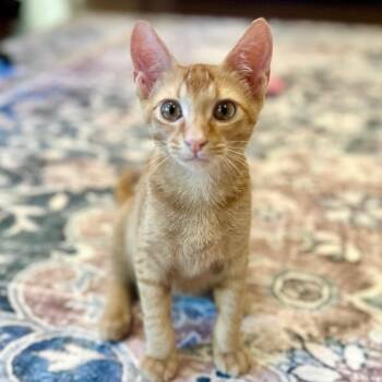 Charles -  Domestic Short Hair Cat for Adoption in Prosper, Texas - Charles | PetCurious
