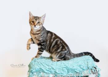 Belle -  Domestic Short Hair Cat for Adoption in Birmingham, Alabama - Belle | PetCurious