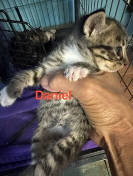 Tabby and Domestic Short Hair Cats Available for Adoption in Shrewsbury, Massachusetts - Daniel | PetCurious
