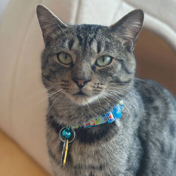 Rescue Domestic Short Hair Cats for Adoption in Port Washington, New York - Frye | PetCurious