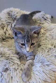 Sawyer -  Domestic Short Hair Cat for Adoption in Hoffman Estates, Illinois - Sawyer | PetCurious