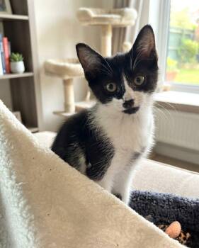 Melba -  Tuxedo Cat for Adoption in Fort Myers, Florida - Melba | PetCurious