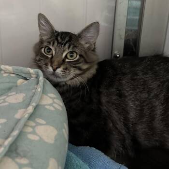 Equator -  Domestic Medium Hair Cat for Adoption in Mount Laurel Township, New Jersey - Equator | PetCurious