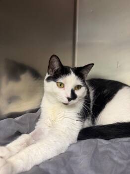 Gia -  Domestic Short Hair Cat for Adoption in Pomona, New York - Gia | PetCurious